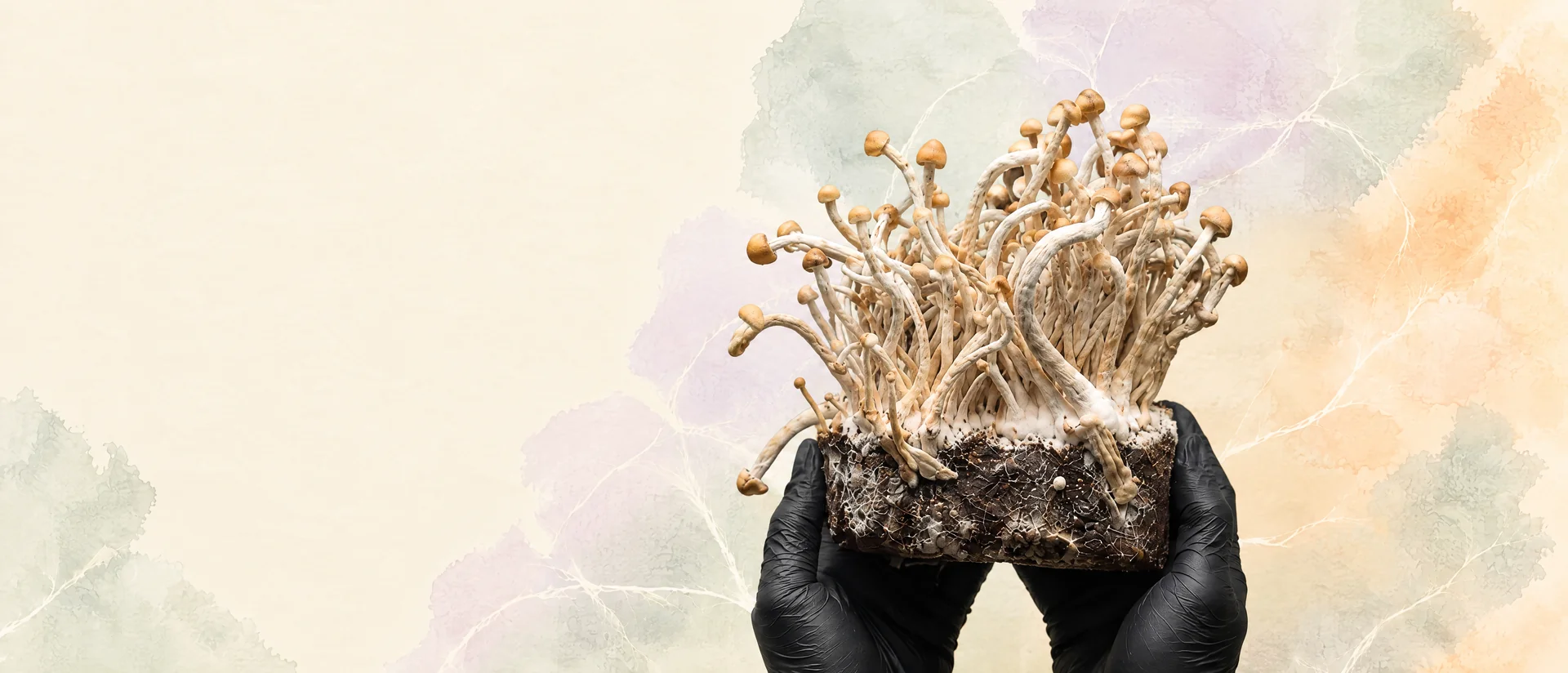 Des mains en gants noirs tiennent un kit de culture Shroomsy au mycélium dense, avec des corps fructifères
